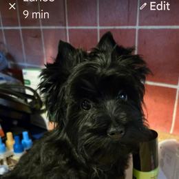 Foxy - Black and tan female Yorkshire Terrier puppy in Gaylesville, Alabama from Sweet Alabama Yorkies