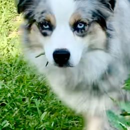Allie Mae - Miniature Australian Shepherd