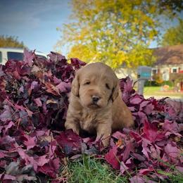 Jupiter - Cream male Labradoodle puppy in Genoa City, Wisconsin from Sakura Pups