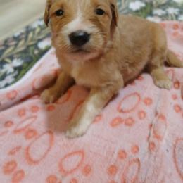 Girl 3 - Cream female Goldendoodle puppy in Pleasant Hill, Iowa from Courtney Nicole's Mal Shihs & Goldendoodles