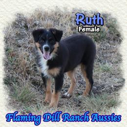 Ruth - Black tri female Miniature Australian Shepherd puppy in Forestburg, Texas from Flaming Dill Ranch Aussies