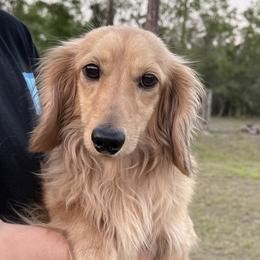 Briggs - Dachshund