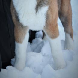 Akita Puppies from Gallant Akitas