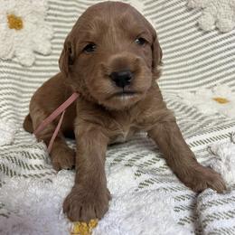 Hope - Red  female Goldendoodle puppy in Placerville, California from New Dawn Poodles and Doodles
