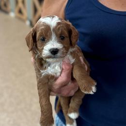 Gushers - Red  female Goldendoodle puppy in Wharton, Texas from Little Fur Friends
