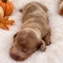 Toffee - Dapple male Dachshund puppy in Port Saint Lucie, Florida from ThePuppyVille