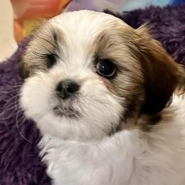Shih Tzus from ShihTzu Florida