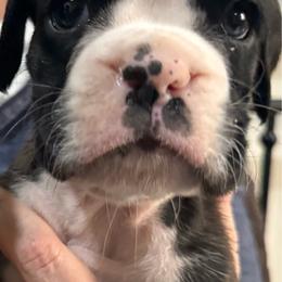 Charlie - Brindle male Boxer puppy in Medical Lake, Washington from Box and Bully Estates: Boxers and Old English Bulldogs