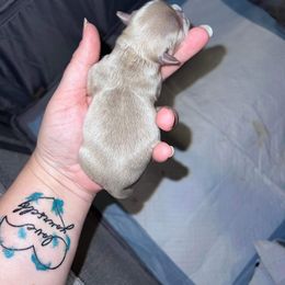 Shih Tzu Puppies from P&B Tzu Tribe