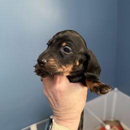 Mikey - Black and tan male Dachshund puppy in Park City, Montana from One Pickle Dog