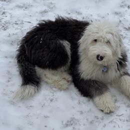 Old English Sheepdog Puppies from Heavinly Blessings Farm Pups - Old English Sheepdog Puppies