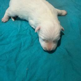 M3 - White and gold male Border Collie puppy in Meridian, Mississippi from Border Hollow Border Collies