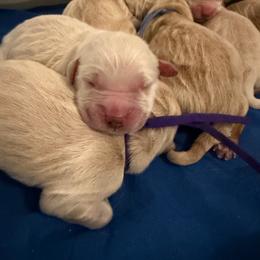 Eddie - Golden male Golden Retriever puppy in Duncan, South Carolina from Glimmer Goldens