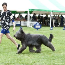 Briard Puppies from Sendero Briards