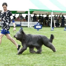 Briard Puppies from Sendero Briards