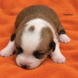 Chestnut - Fawn male Pembroke Welsh Corgi puppy in Port Republic, Maryland from Bestfurends