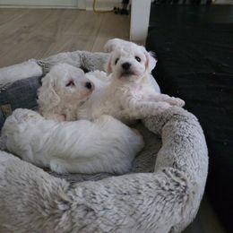 Boy 2 London - White male Bichon Frise puppy in Selma, North Carolina from Havenkennels