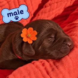Labrador Retriever Puppies from Mahmen's Meadow Retrievers