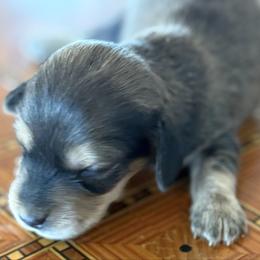 Biscuit - Cream male Dachshund puppy in Salem, Oregon from Longdox Mini Dachshunds