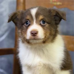 Chili - Red male Miniature American Shepherd puppy in Clinton, Missouri from Mockingbirds American Minis