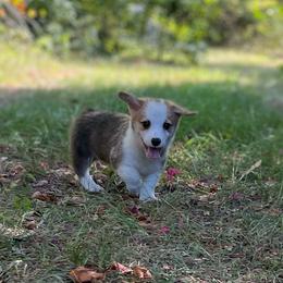 Patriot - Red male Pembroke Welsh Corgi puppy in Hope, Arkansas from Foxy Knoll Farm