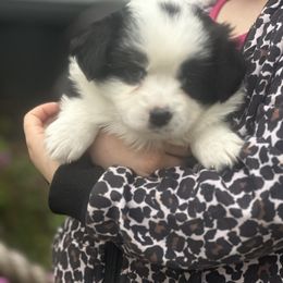 Zoey - Black tri female Miniature Australian Shepherd puppy in Interlachen, Florida from Lucky Bones Miniature Australian Shepherds