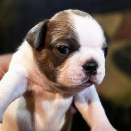 Han Solo - Blue male Boston Terrier puppy in Kingsport, Tennessee from Irish Heart Bostons
