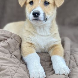 American Corgi and Pembroke Welsh Corgi Puppies from Foxy Knoll Farm