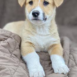 American Corgi and Pembroke Welsh Corgi Puppies from Foxy Knoll Farm