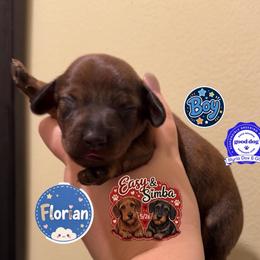 Florian - Brindle male Dachshund puppy in Livingston, Kentucky from Illyria Dox & GSD