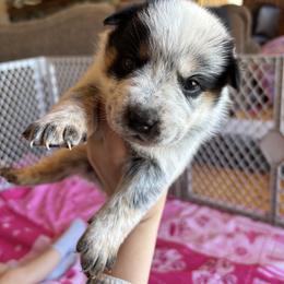 Boy 3 - Blue speckled male Australian Cattle Dog puppy in Ellensburg, Washington from Boondock Bandits