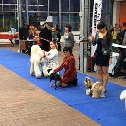 Poodle and Shih Tzu All Grown Up from Ganna Sultan