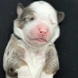 Porsche - Blue merle female Bernedoodle puppy in El Campo, Texas from Little Fur Friends Bernedoodles