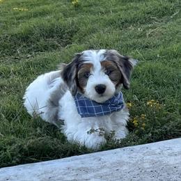 Bernedoodle and Cockapoo Puppies from Waggle Doodles
