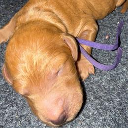 Purple - Red  female Poodle puppy in Keedysville, Maryland from Sunshine Red Standard Poodles