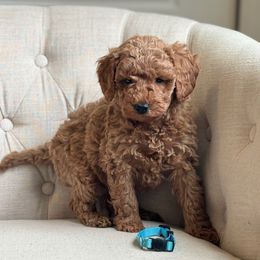 Pono (Blue collar boy) - Apricot male Goldendoodle puppy in Skamokawa, Washington from East Valley Pups