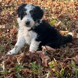 Tennessee - Black tri-color male Aussiedoodle puppy in Charleston, Arkansas from Lazy S Aussies