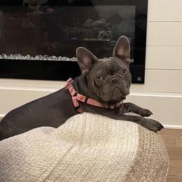 Georgie - French Bulldog