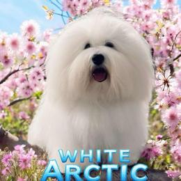 Telli - Coton de Tulear