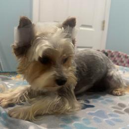 Rome's - Yorkshire Terrier
