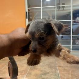 Silvia - Blue and gold female Yorkshire Terrier puppy in Pomona, California from Lunio's Yorkies