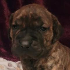 Perro de Presa Canarios from Alexander Perro de Presa Canario