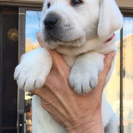 Golden Retriever and Labrador Retriever Puppies from Golden Hills Retrievers