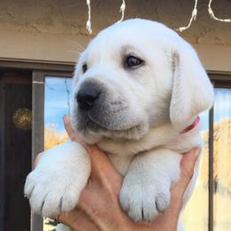 Golden Retriever and Labrador Retriever Puppies from Golden Hills Retrievers