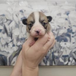 Shimmer - girl - 4th born - White and red female Pembroke Welsh Corgi puppy in Tomball, Texas from Larsen Loved Corgis