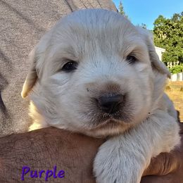 Purple - White female Polish Tatra Sheepdog puppy in Lebanon, Oregon from Abbott Family Farm