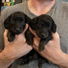 Romeo Valentine - Black and tan male Dachshund puppy in Prescott, Arizona from Dachshund Family Love Breeders