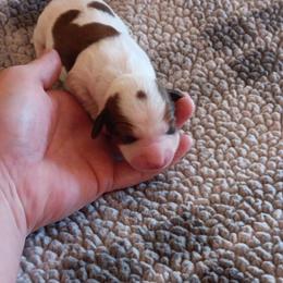 Girl 1 - Piebald female Dachshund puppy in Springdale, Washington from TNT MINI DACHSHUNDS