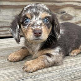 Chanel - Dapple female Dachshund puppy in Industry, Illinois from KDKs Kennels