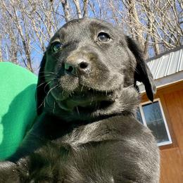 Rio - Black male Labrador Retriever puppy in Mineral, Virginia from Canine Assist